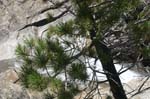 Ysmt-FallTrl-060805-029